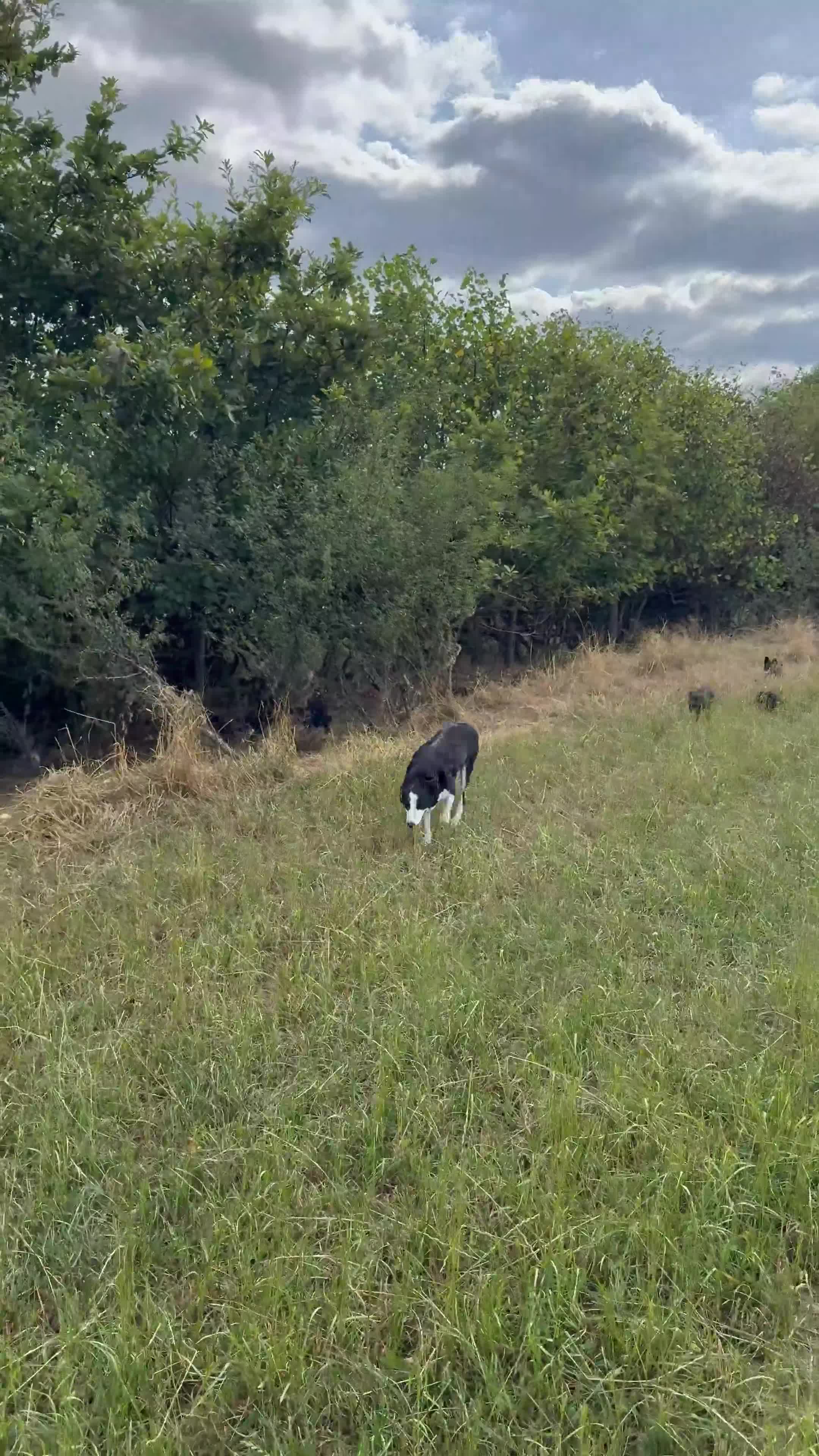 Mixed Breed dogs for sale: Beautiful kelpie x border collie pups for sale - Video 1
