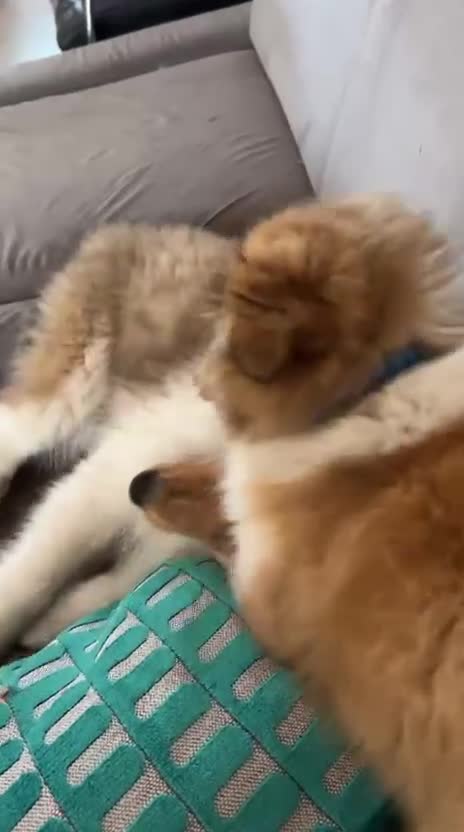 Shetland Sheepdog dogs for sale: Two Male Shetland Sheepdog pups - Video 2