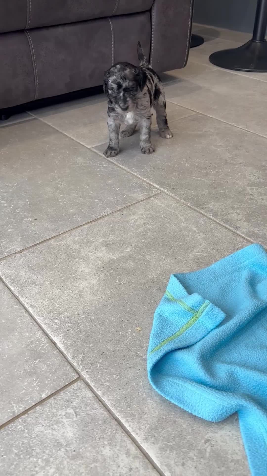 Mixed Breed dogs for sale: ✨ 2 Labradoodle x Australian Labradoodle Puppies  - Video 2