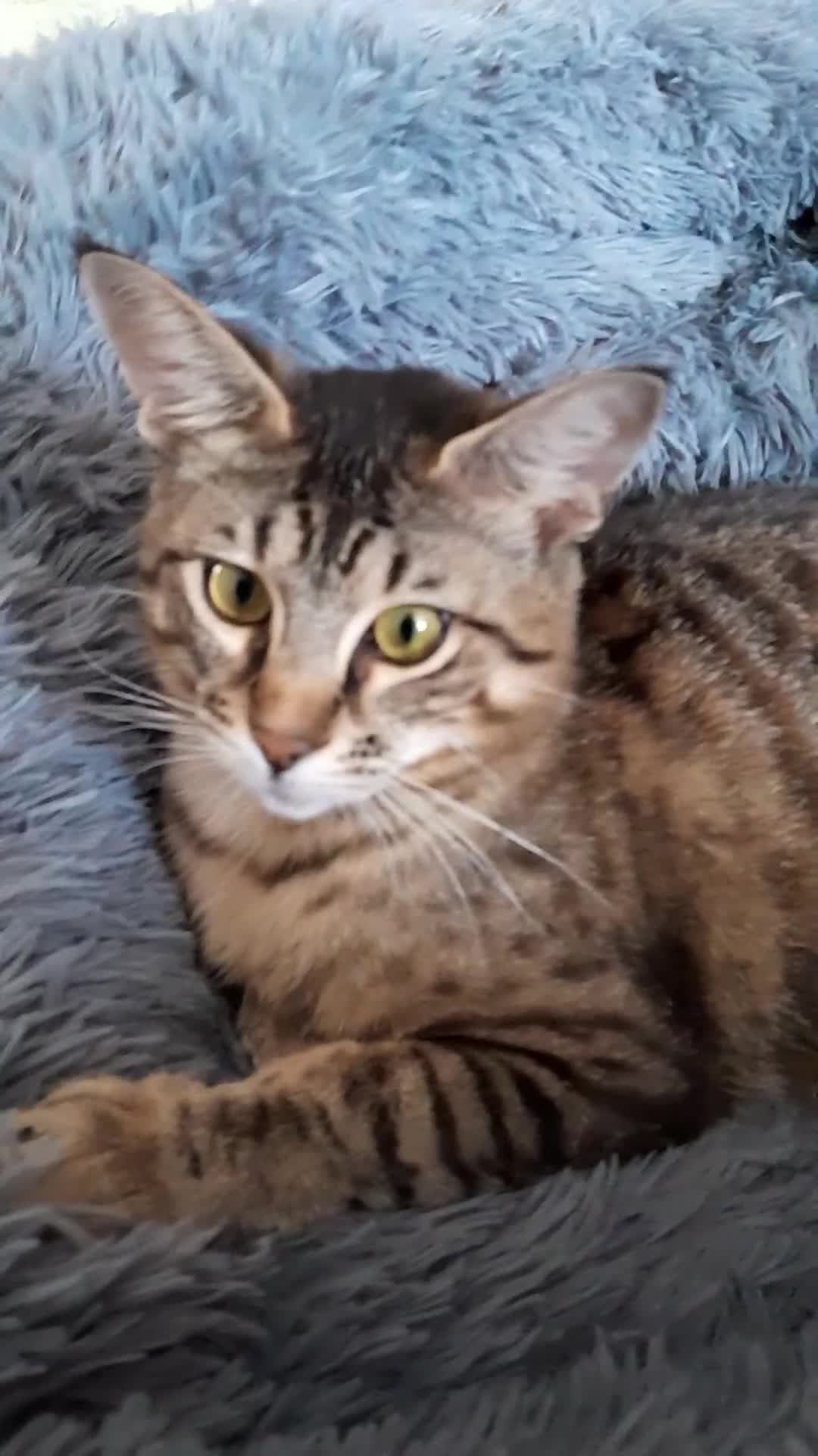 Savannah cats for sale:  Reduced Pedigree TICA Reg  F3 Savannah Female. in Darlington - Video 4