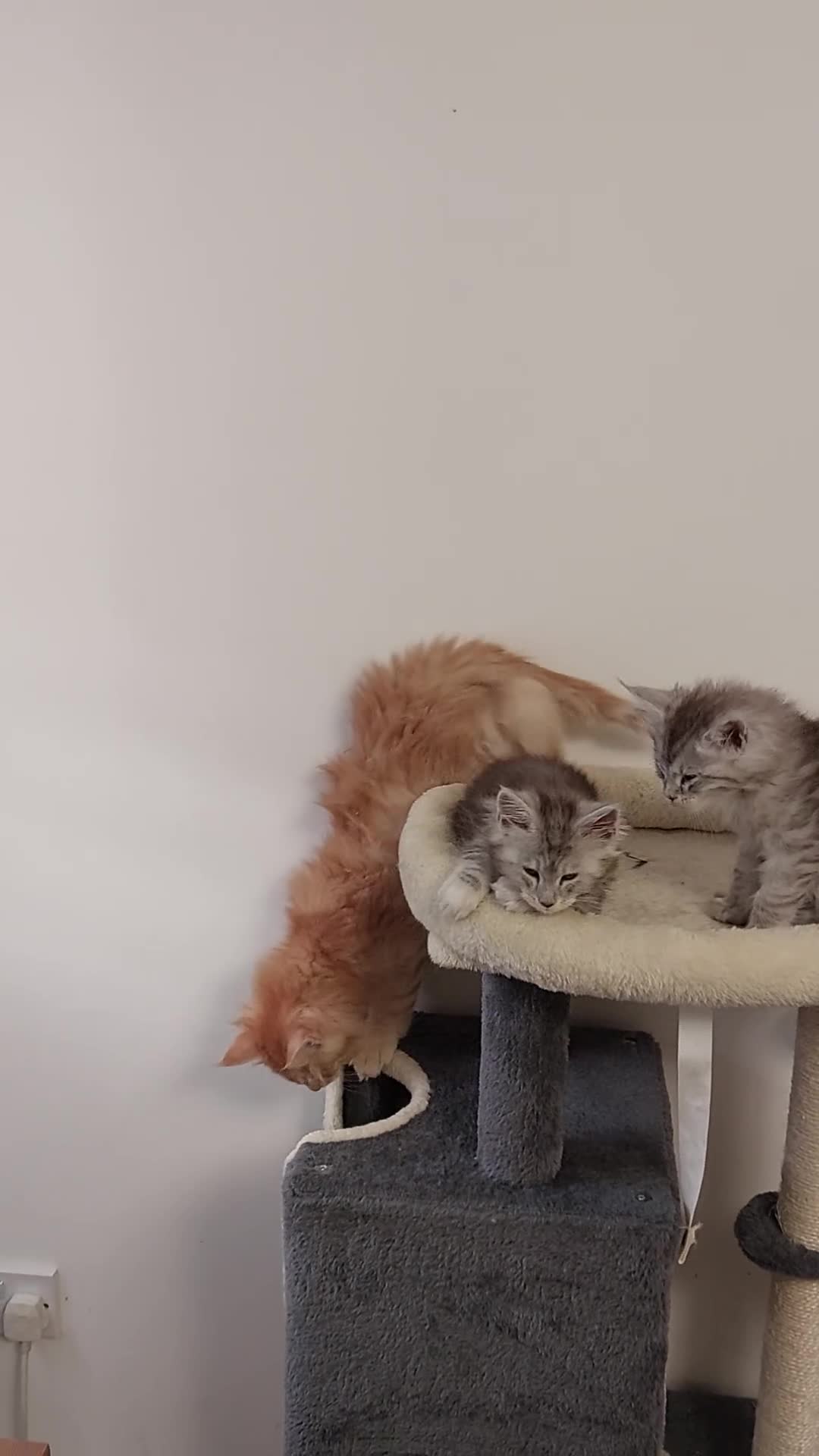 Maine Coon cats for sale: TICA REGISTERED DNA CLEAR MAINE Coons 🐈🐈🐈 - Video 2