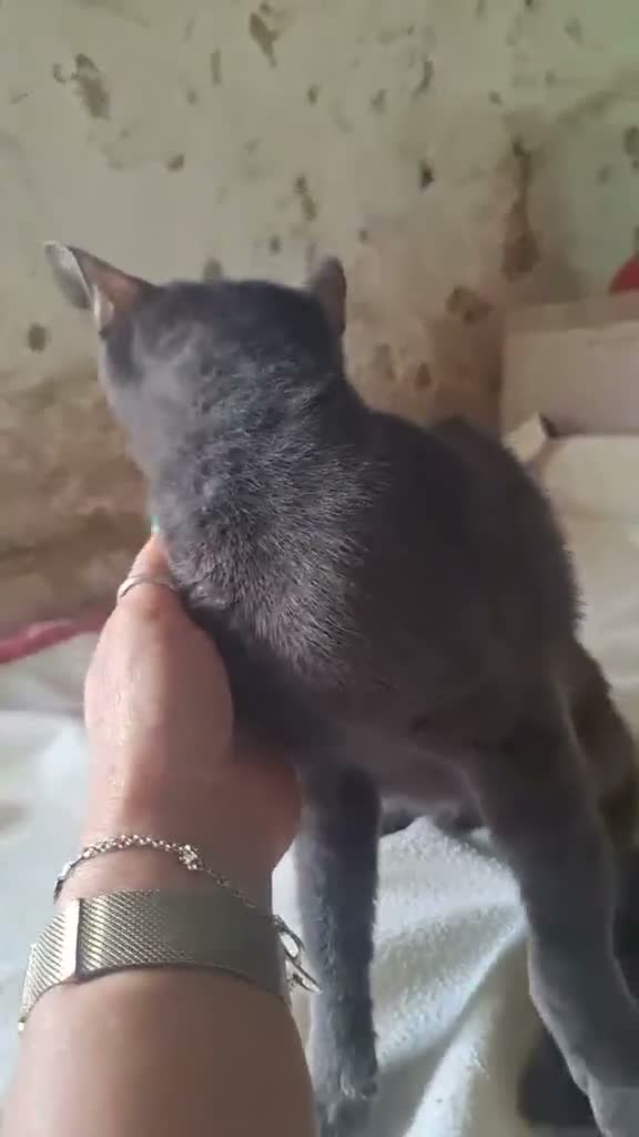 Mixed Breed cats for adoption: Sheba for adoption - Video 1