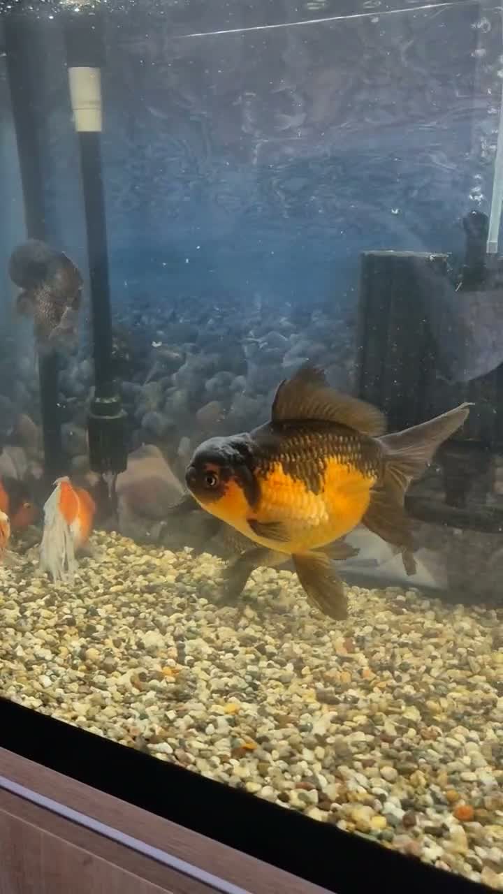 Fancy Goldfish fish for sale: Giant Oranda  - Video 1