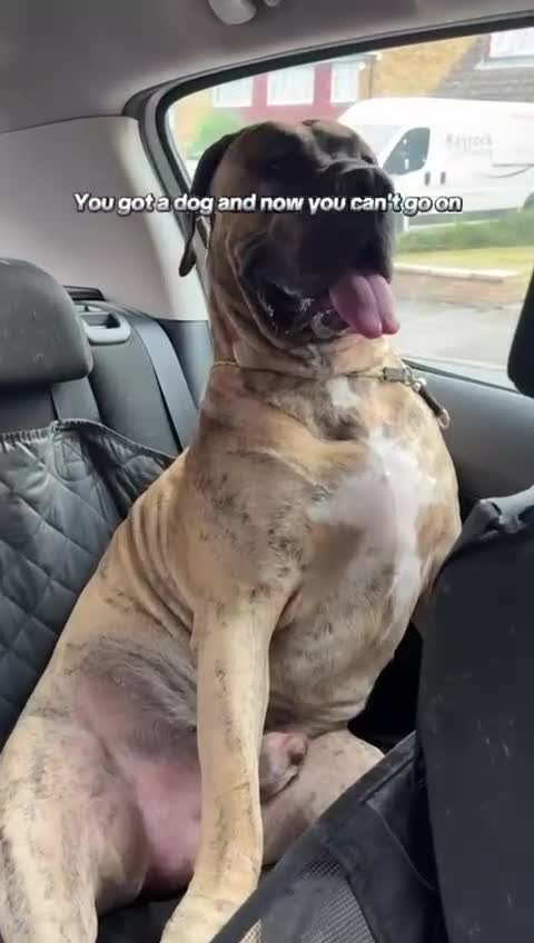 Canaries birds for sale: Kane looking for girlfriend - Video 1