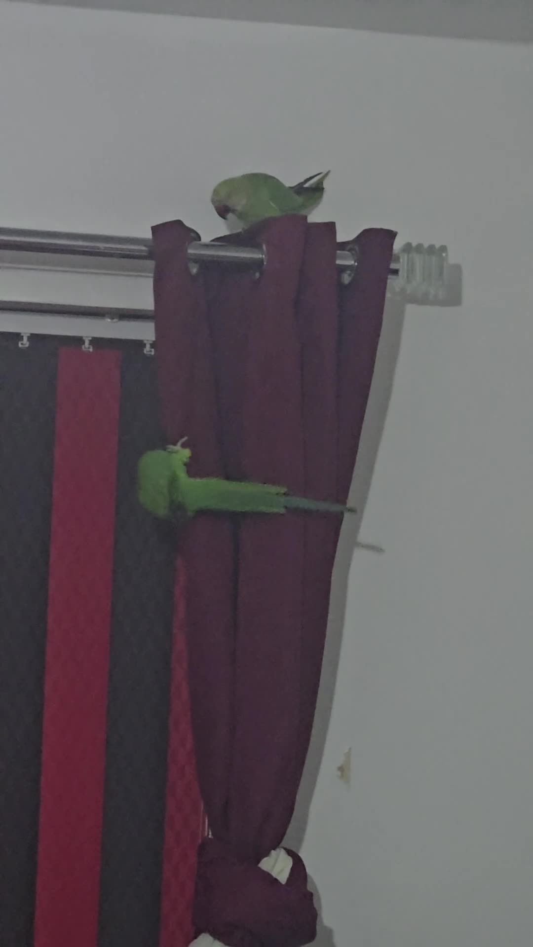 Ringnecks birds for sale: 2 indian ringneck  - Video 1