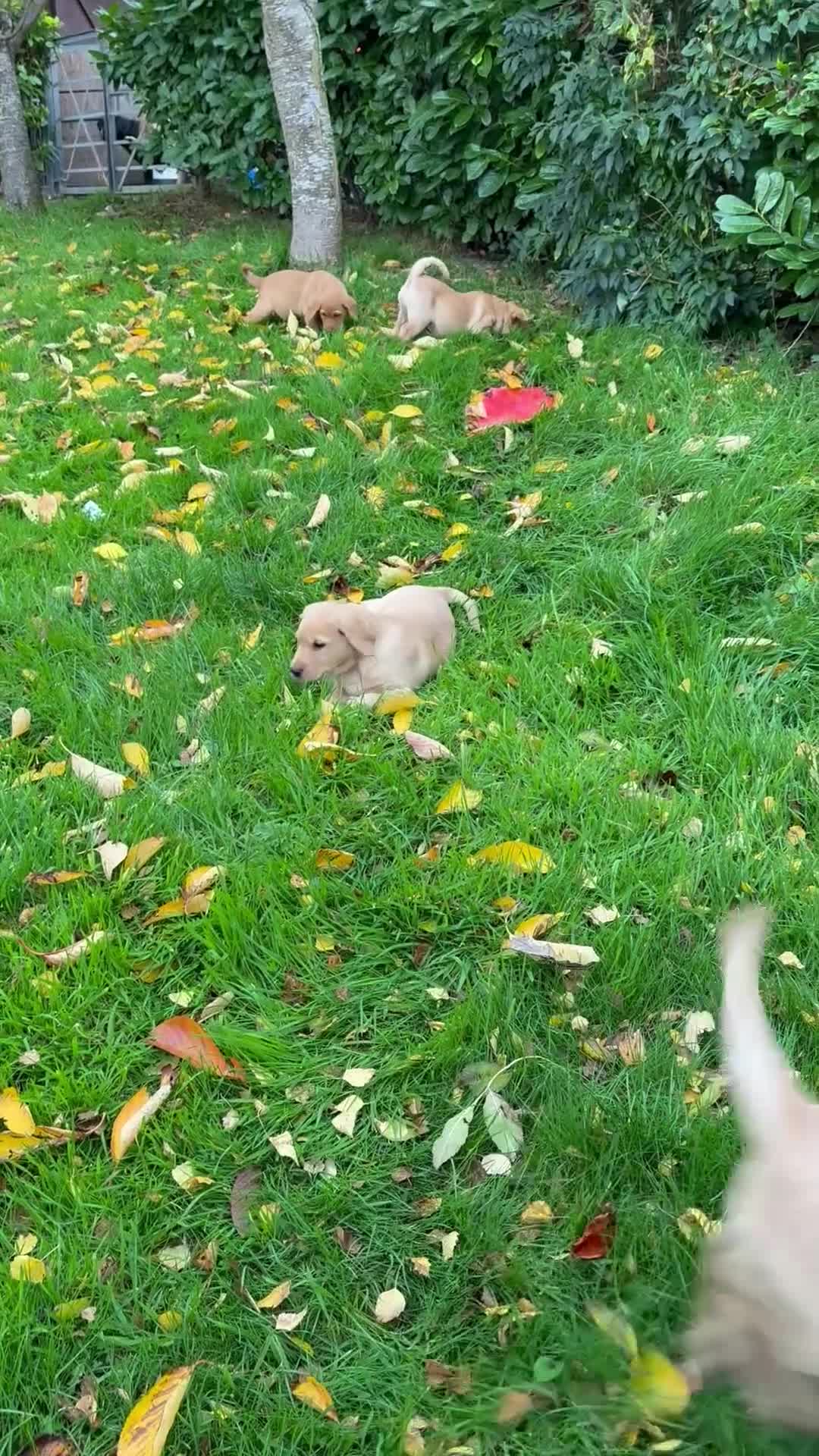 Labrador Retriever dogs for sale: One superb chunky boy - Video 1