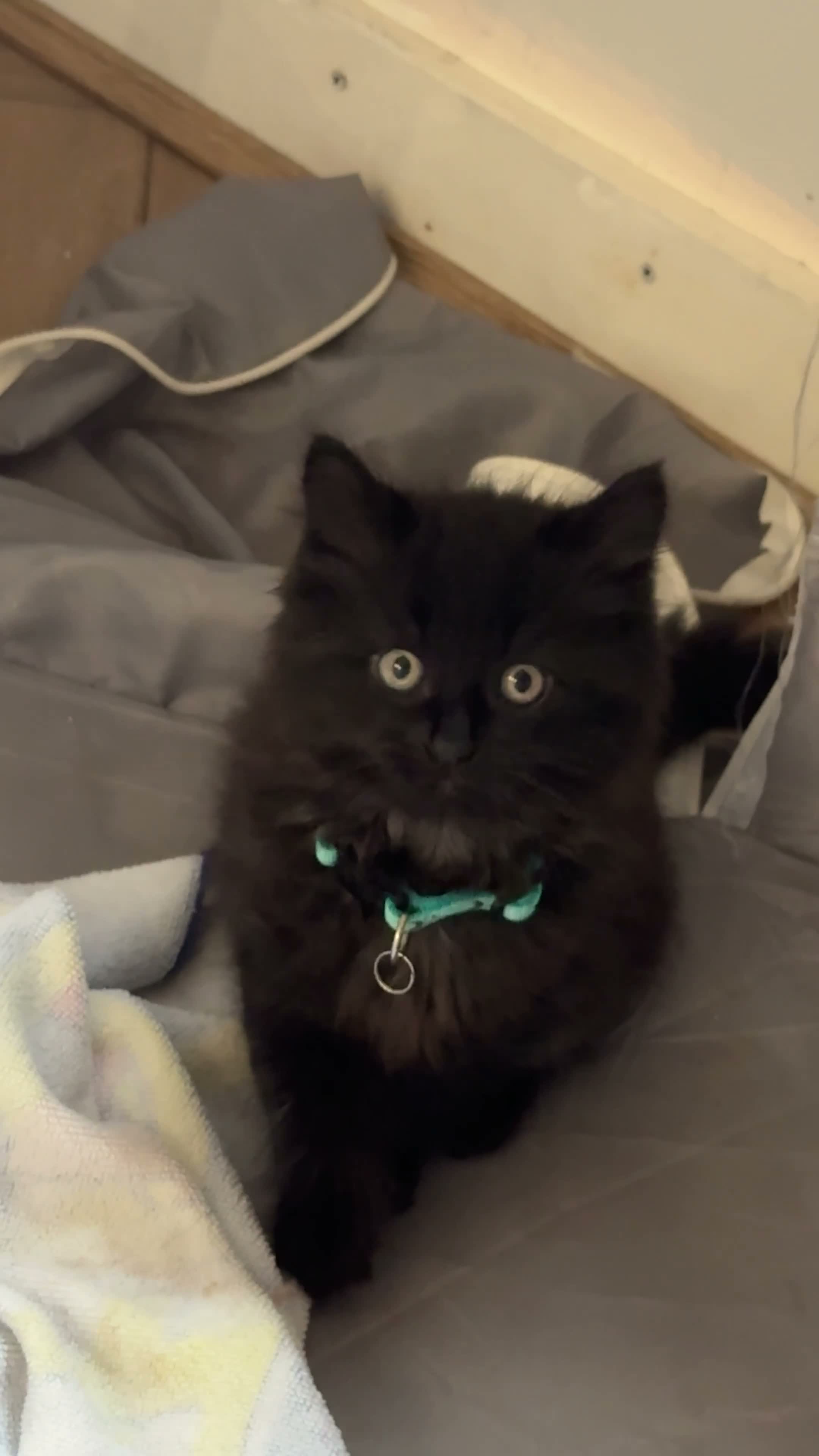 Mixed Breed cats for sale: Black very fluffy male kitten ready to leave  - Video 1