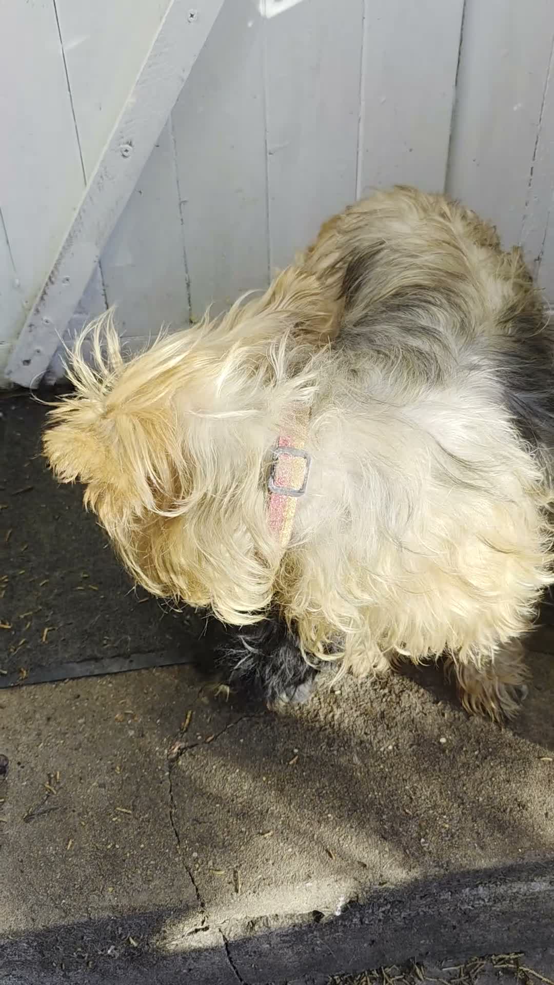 Yorkshire Terrier dogs for sale: Fabulous Female Mini Yorkie Pup Ready To Go Now! - Video 3