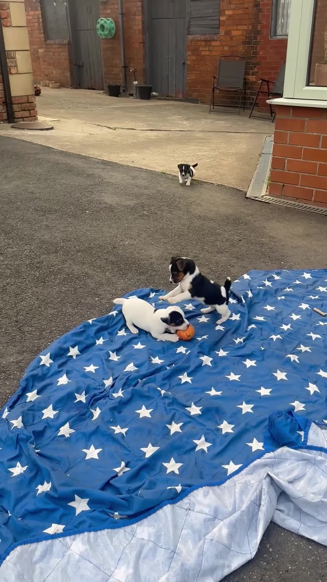 Jack Russell dogs for sale: Beautiful litter of 7 amazing Jack Russel puppies - Video 2