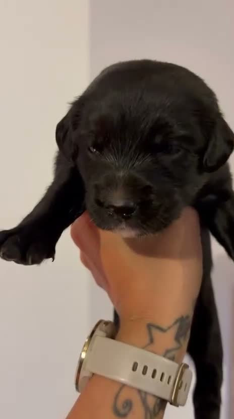Mixed Breed dogs for sale: 🐾 Beautiful Colipoo Puppies – 4 Girls and 3 boys in Carmarthen - Video 1
