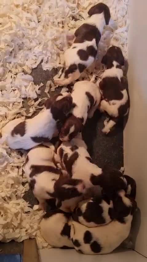 English Springer Spaniel dogs for sale: Beautiful Springer Spaniel Pups for Sale - Video 1