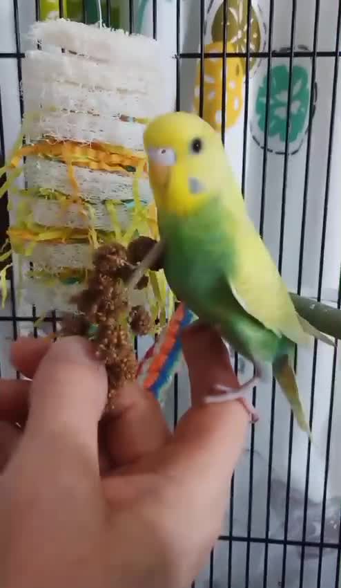 Budgerigars birds for sale: Pet baby budgies priced from £50 - Video 1