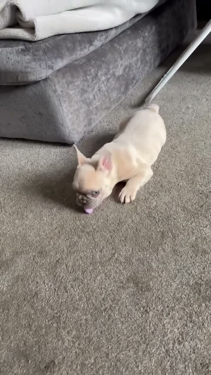 French Bulldog dogs for sale: Beautiful Frenchie boy only one @look@ - Video 1