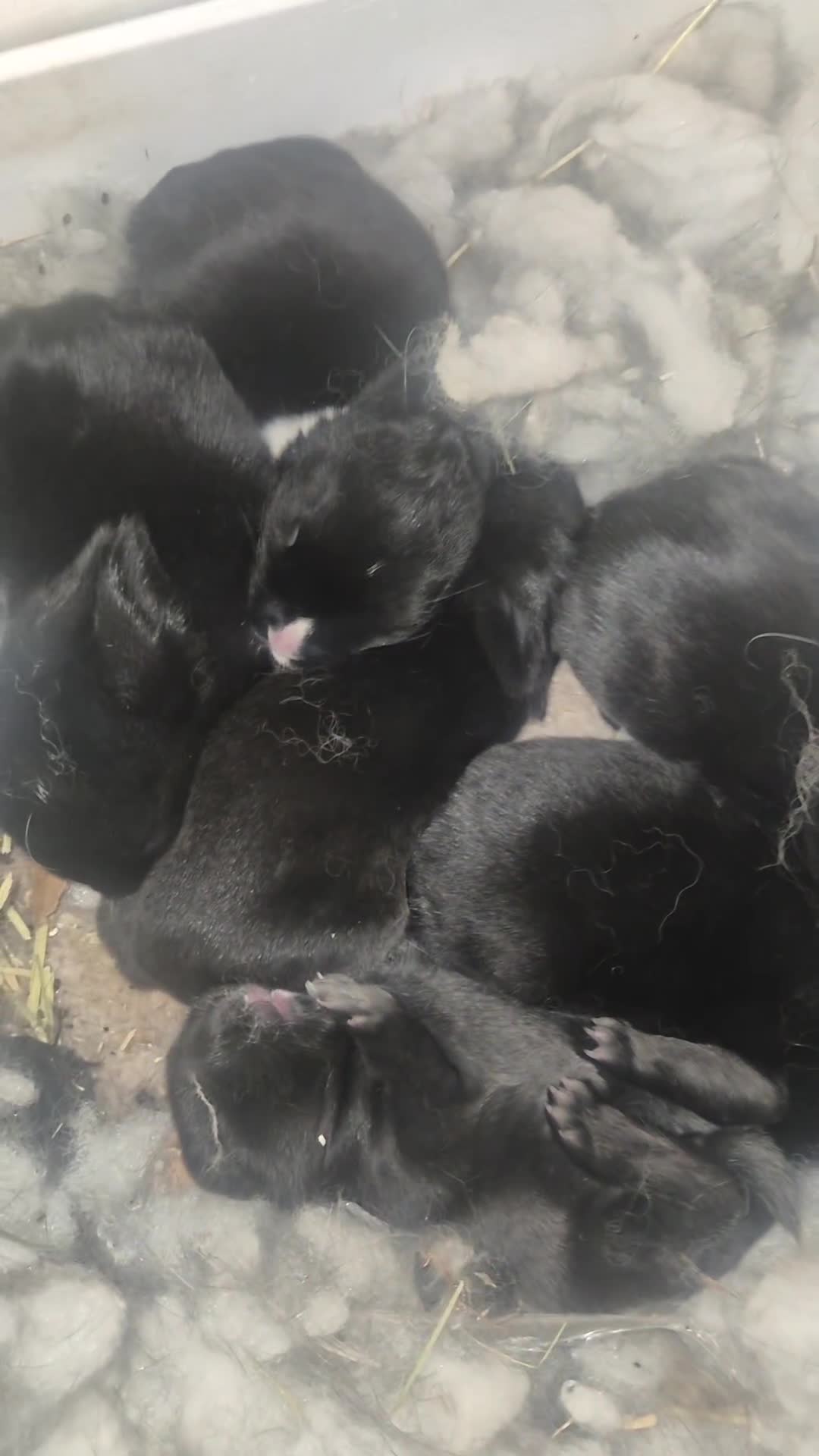 Mini Lop rabbits for sale: 5 Black and White Dutch x Mini Lop Babies - Video 2