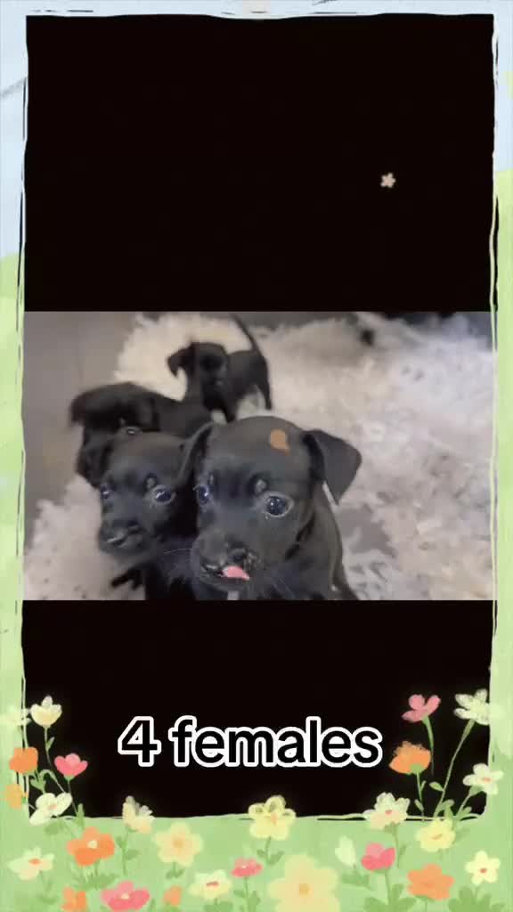 Mixed Breed dogs for sale: Patterpoo puppies  - Video 1