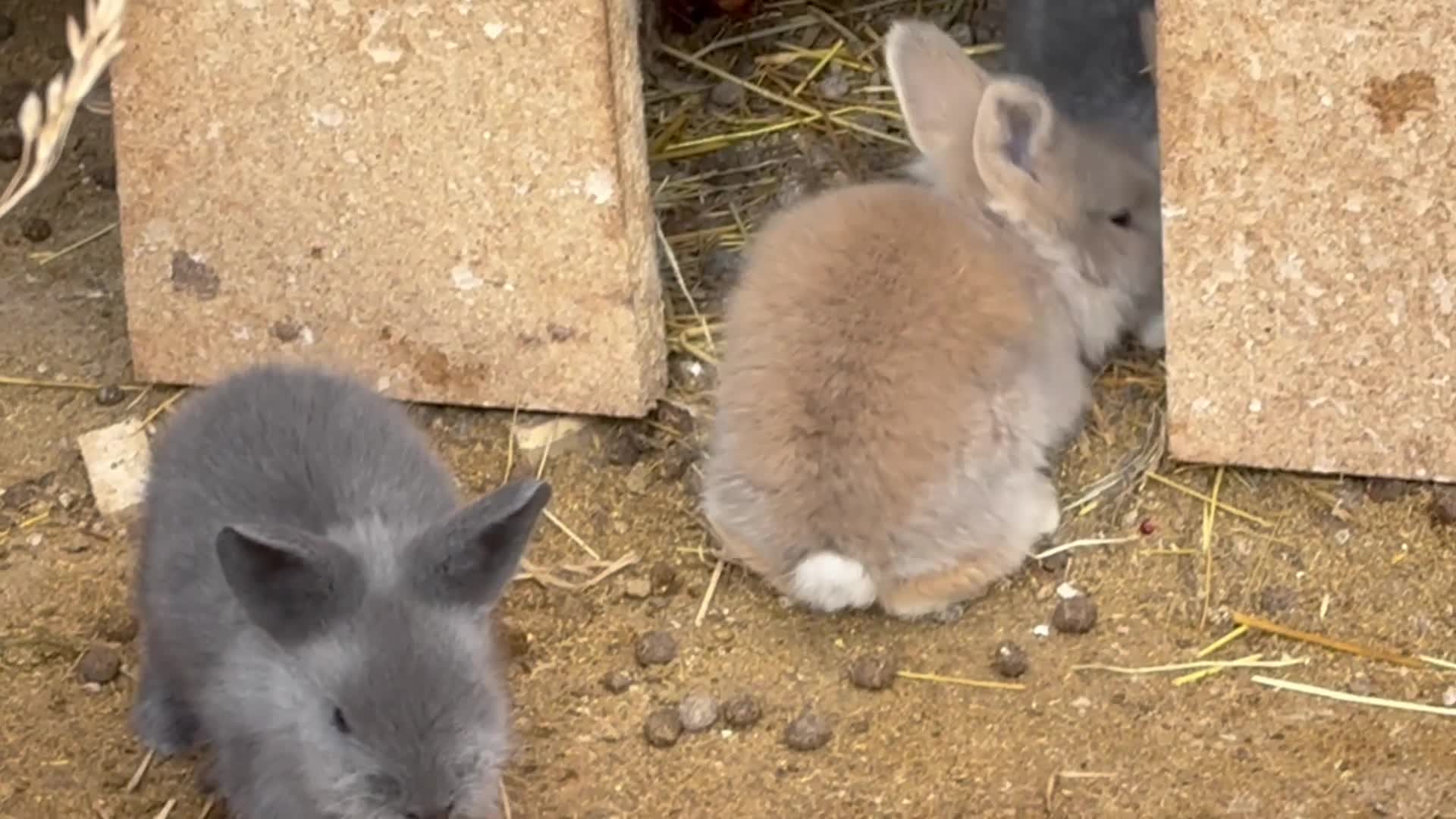 Lionhead rabbits for sale: Baby Rabbits for sale - Video 1