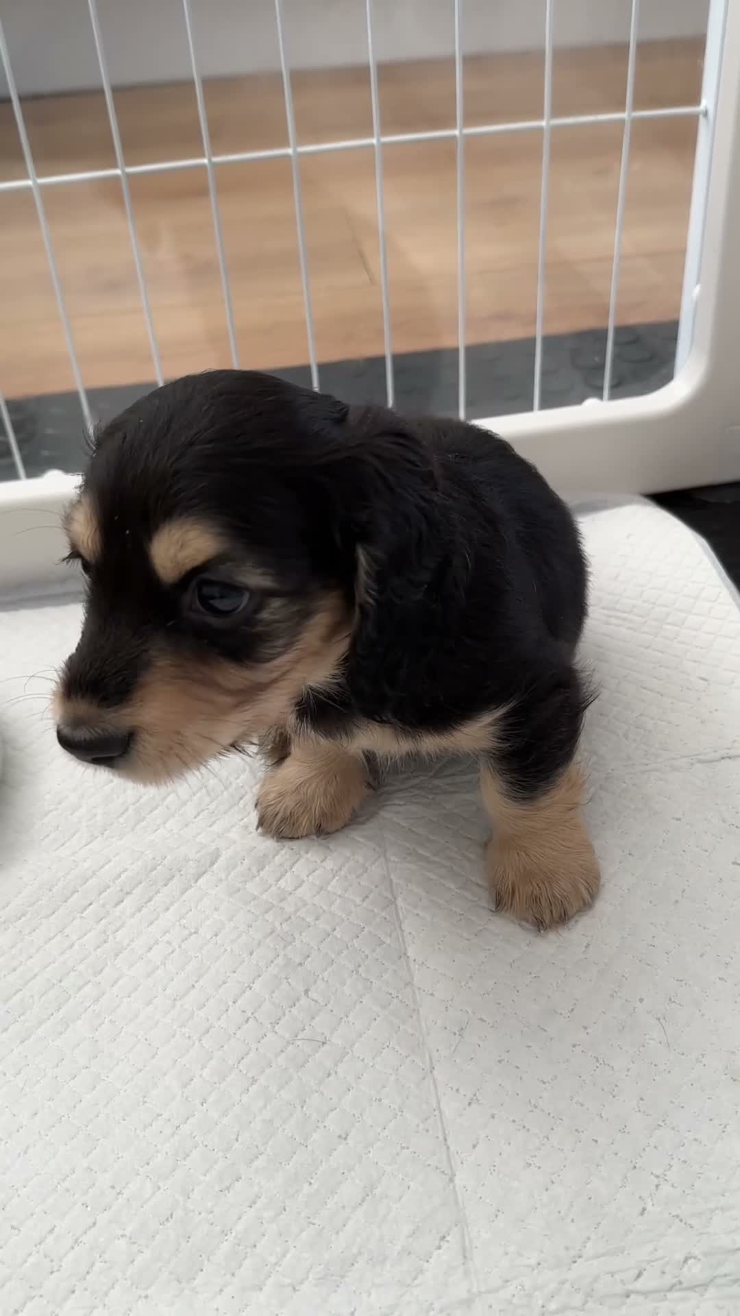 Miniature Dachshund dogs for sale: Stunning Miniature Daschund Puppies - Video 3