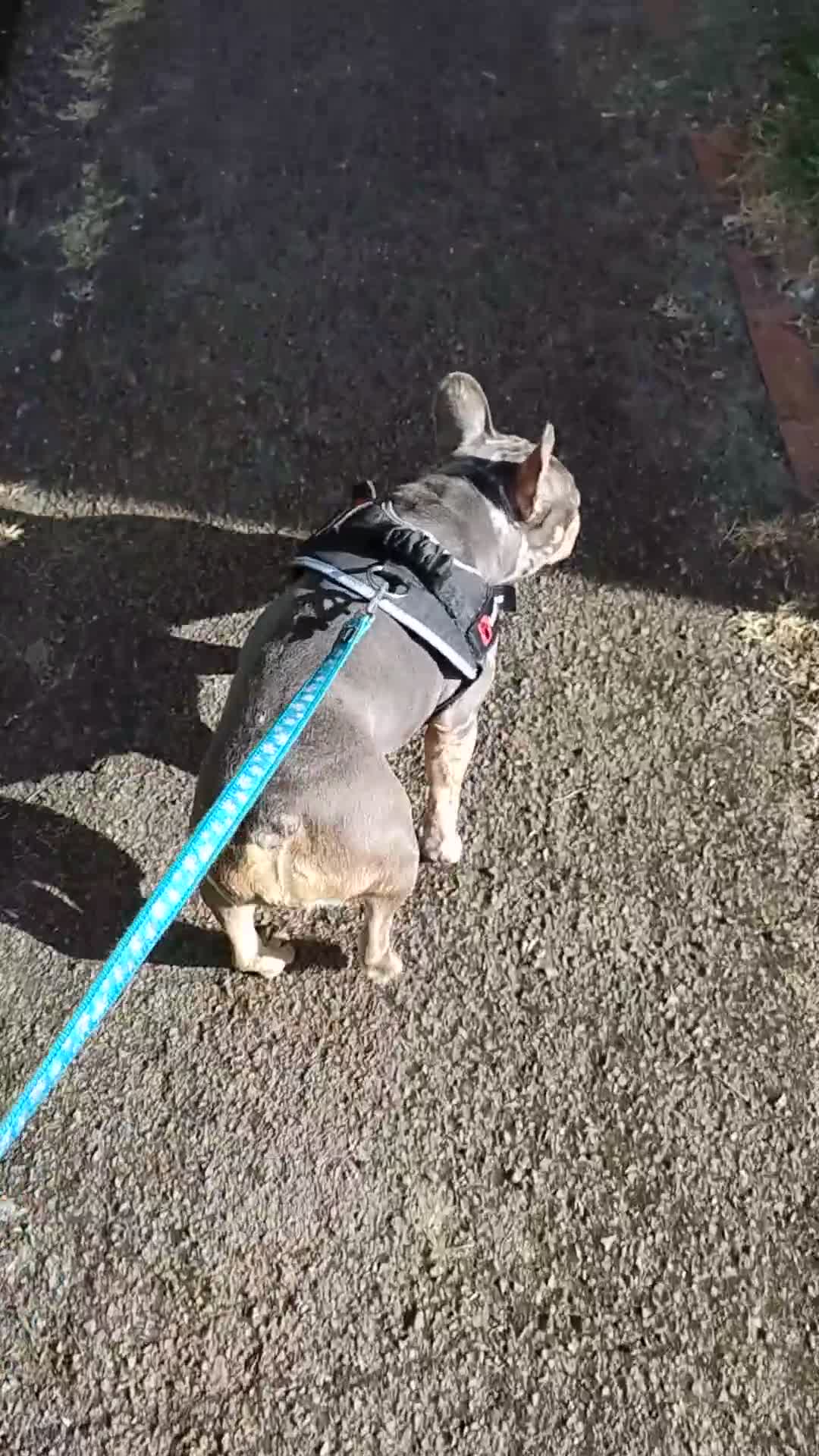 French Bulldog dogs for sale: Narlah in Redditch - Video 1