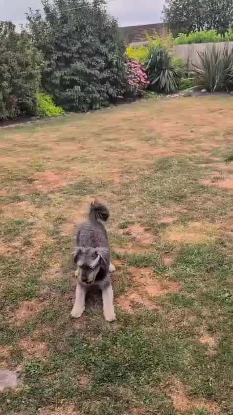 Mixed Breed dogs for adoption: 🌸PEPPER - Loyal Girl Needs A Fresh Start 🌸 in Spalding - Video 2