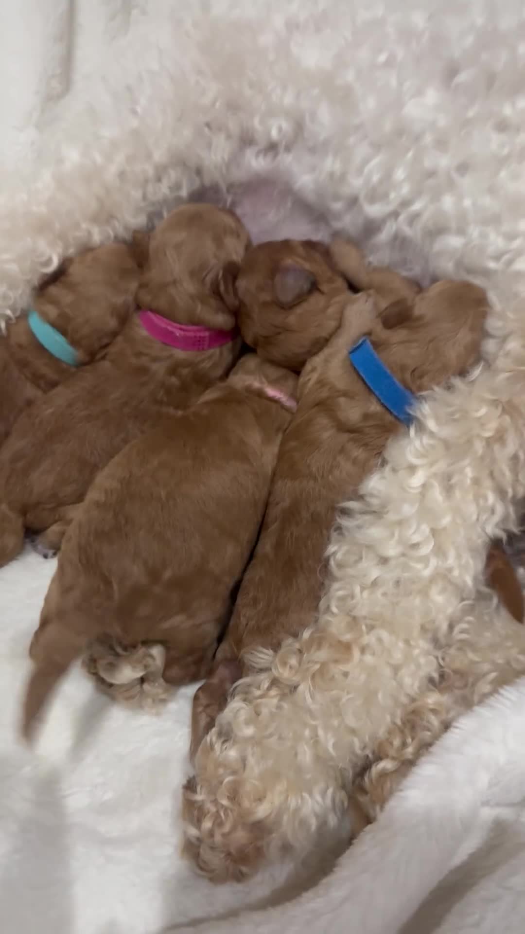 Toy Poodle dogs for sale: Toy Poodle  - Video 1