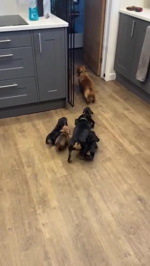 Miniature Dachshund dogs for sale: Miniature dachshund  - Video 1