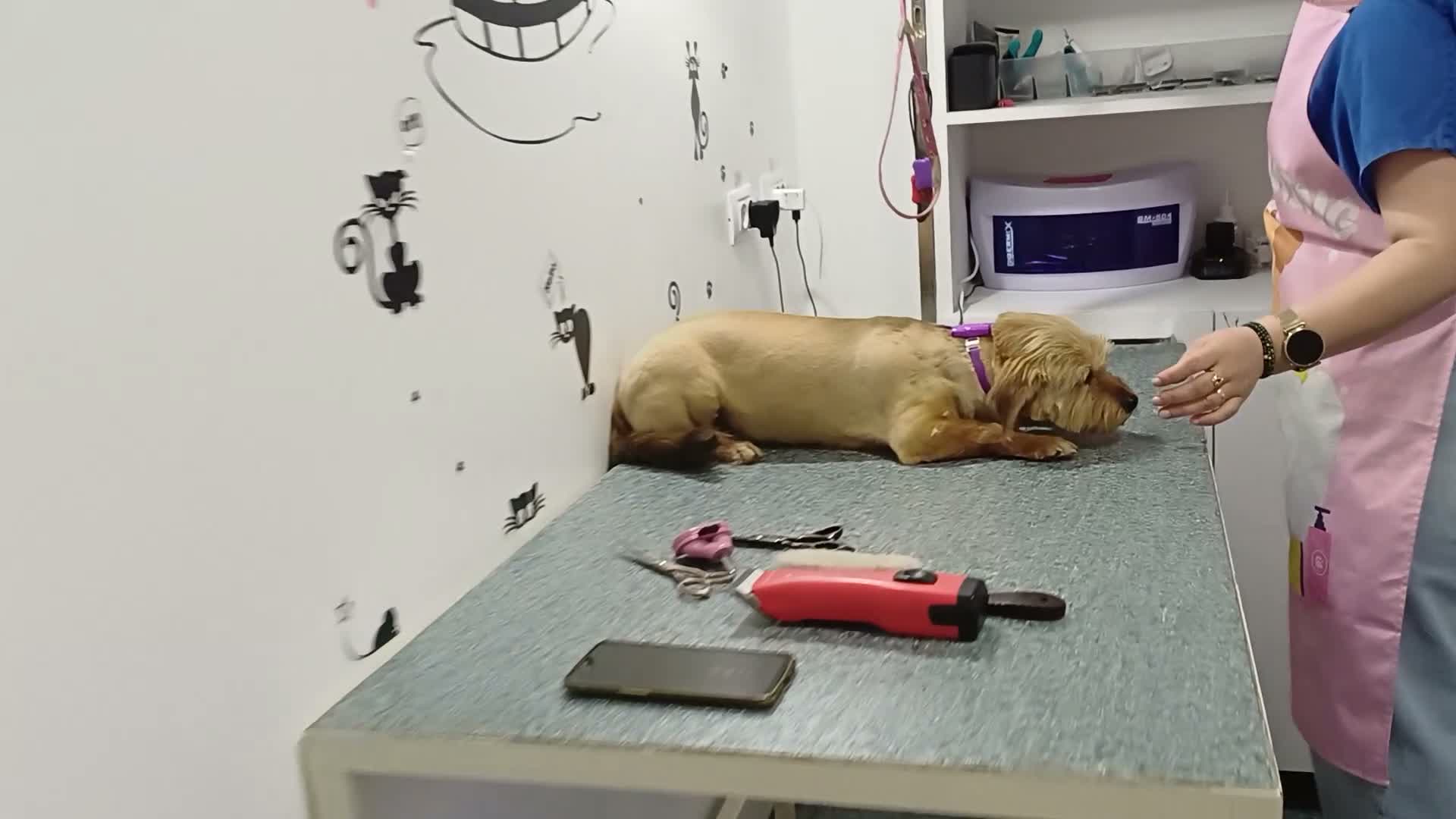 Mixed Breed dogs for adoption: 🐾💛 ARISA – The Little Dog Nobody Stopped For💛🐾 - Video 5