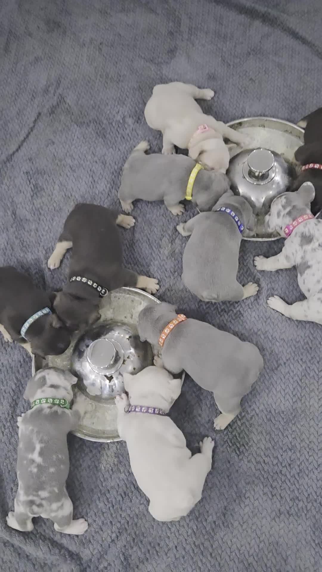 French Bulldog dogs for sale: Beautiful Frenchie puppies - Video 1