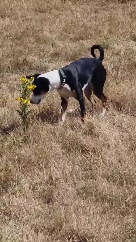Mixed Breed dogs for adoption: Harry the small cheeky boy  - Video 3