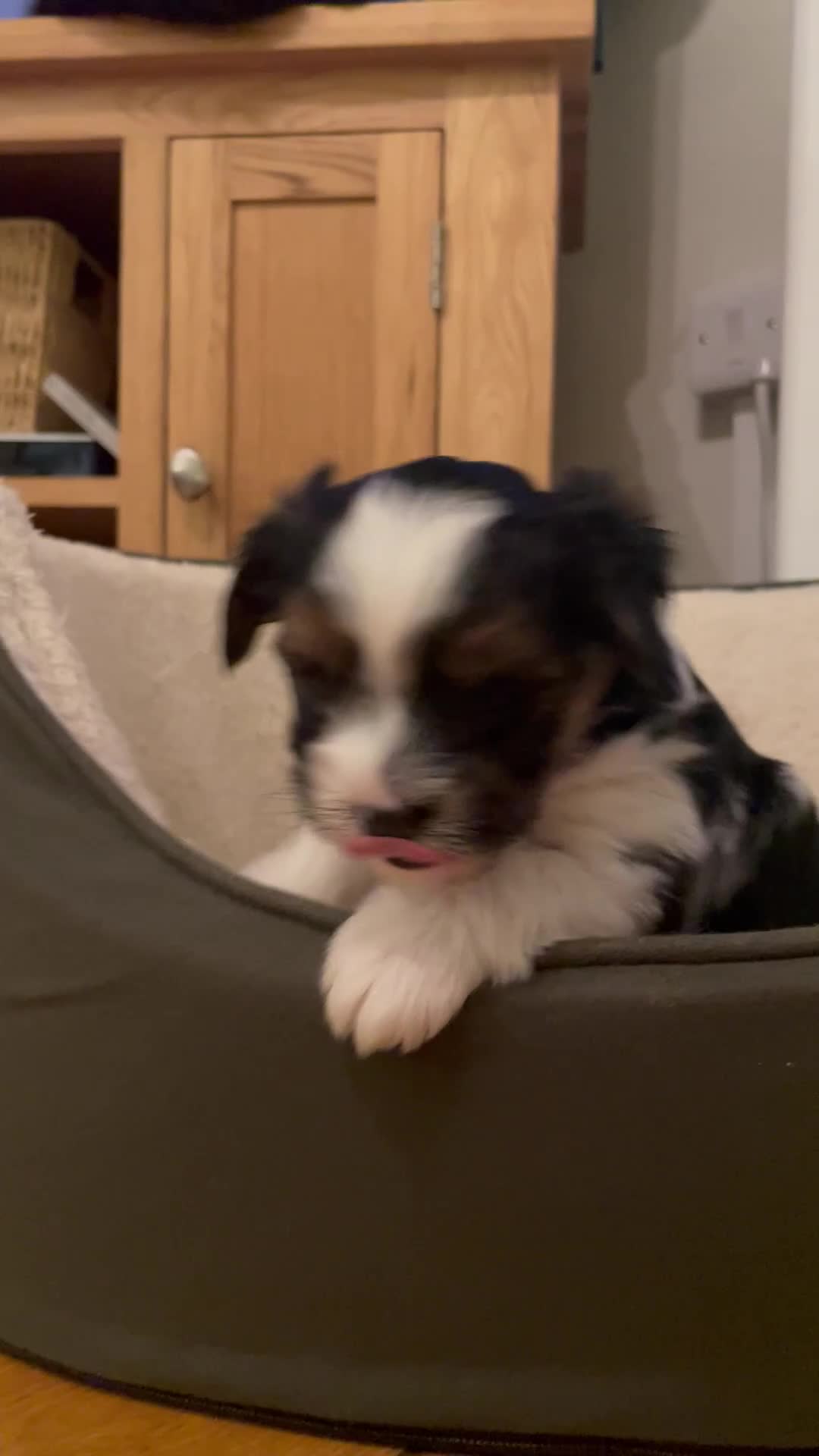 Biewer Terrier dogs for sale: Biewer Terrier Puppies - Video 1