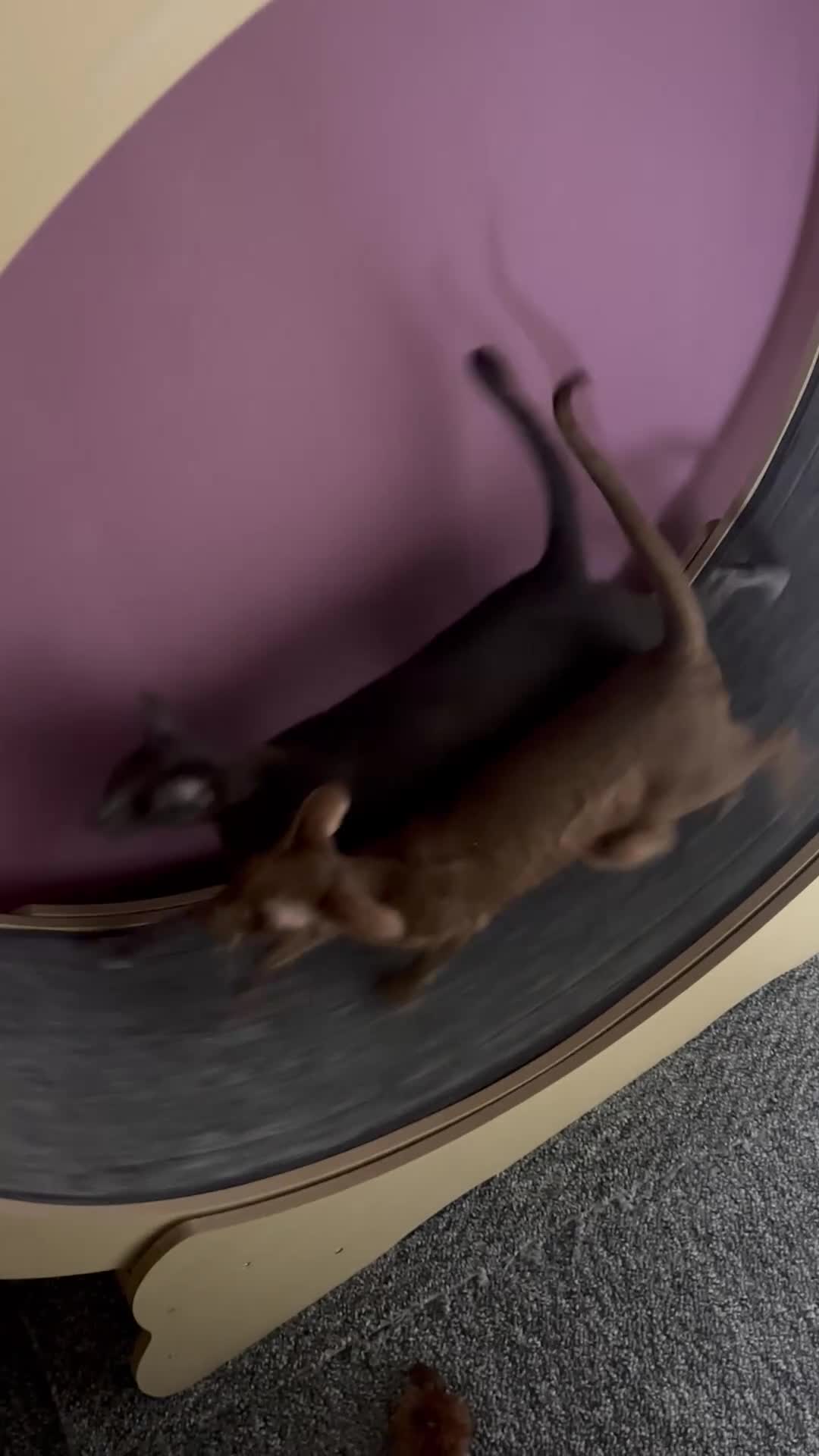 Oriental cats for sale: 2 Neutered Female Oriental Shorthair Cats in Skelmersdale - Video 1