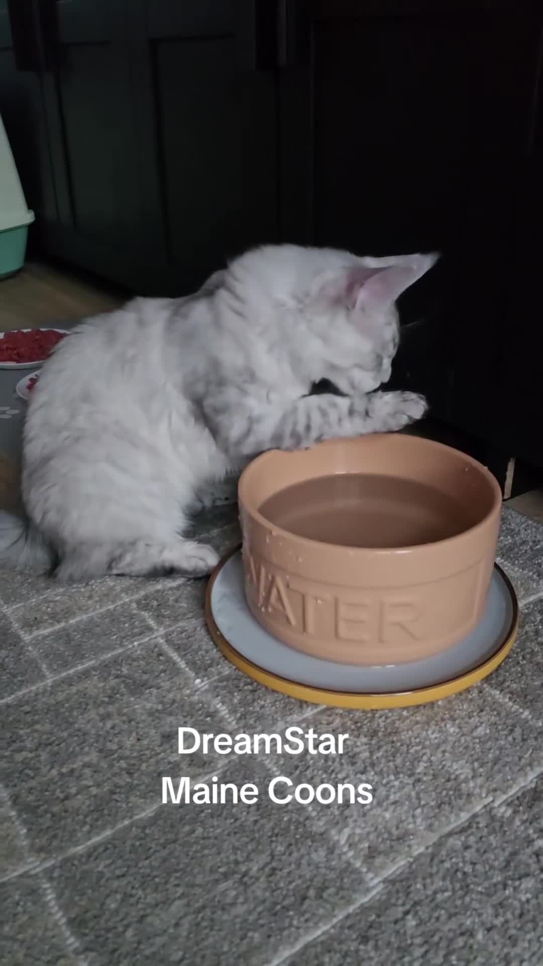 Maine Coon cats for sale: Large Silver Shaded Maine Coon kittens  - Video 3