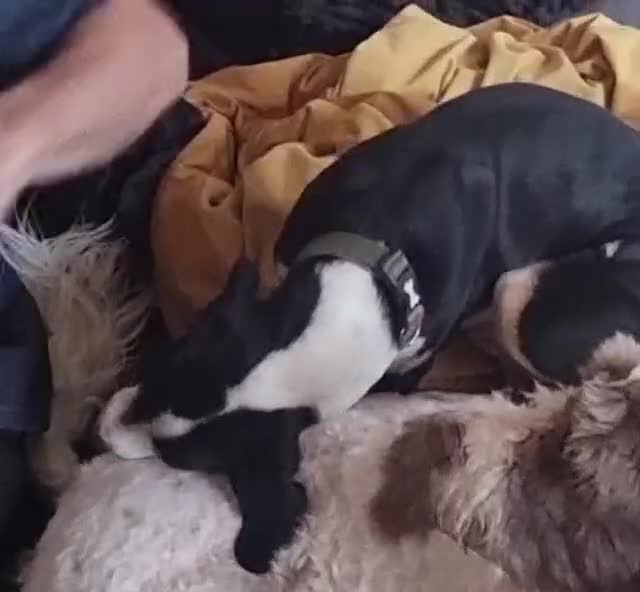 Mixed Breed dogs for adoption: Harry the small cheeky boy  - Video 2