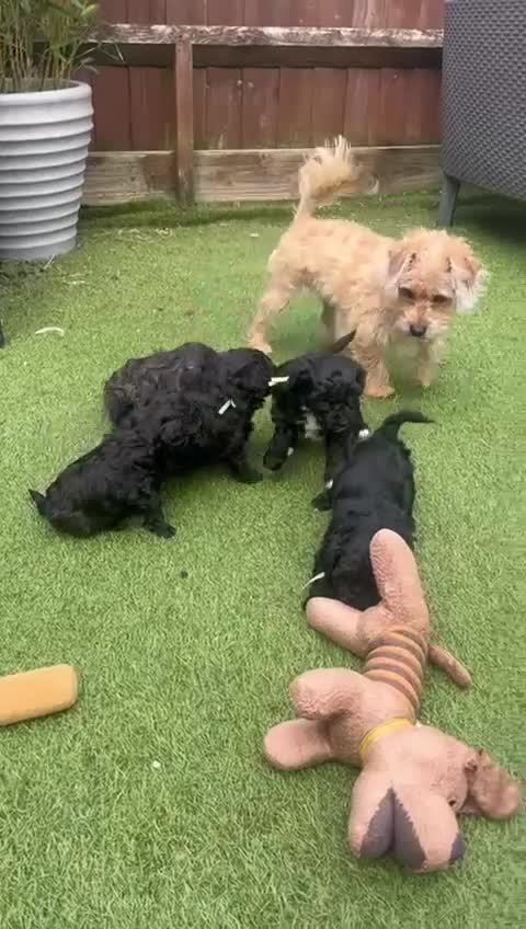 Poochon dogs for sale: Stunning F1 Poochon Puppies - Video 1