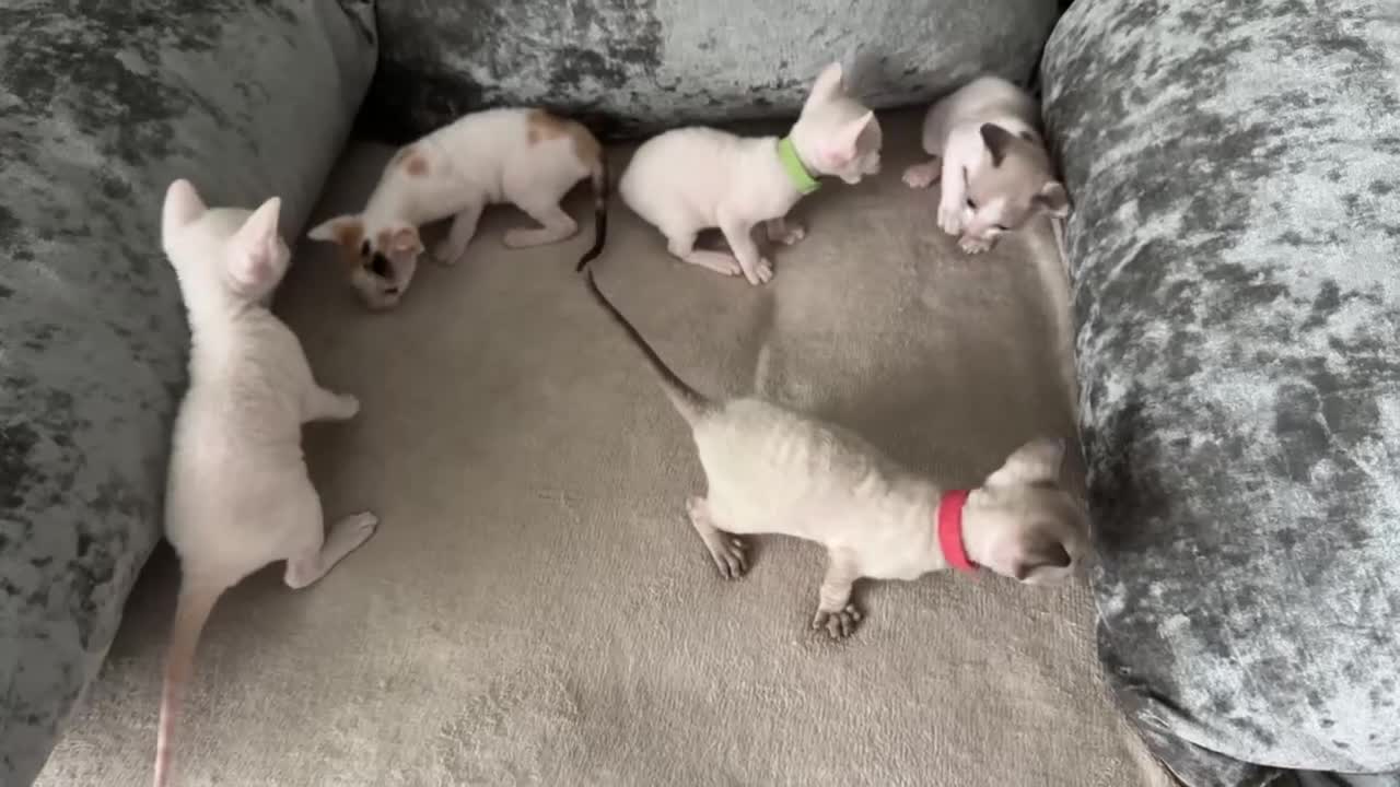 Cornish Rex cats for sale: 🌟 Pure Cornish Rex Kittens Ready for Reservation! - Video 1