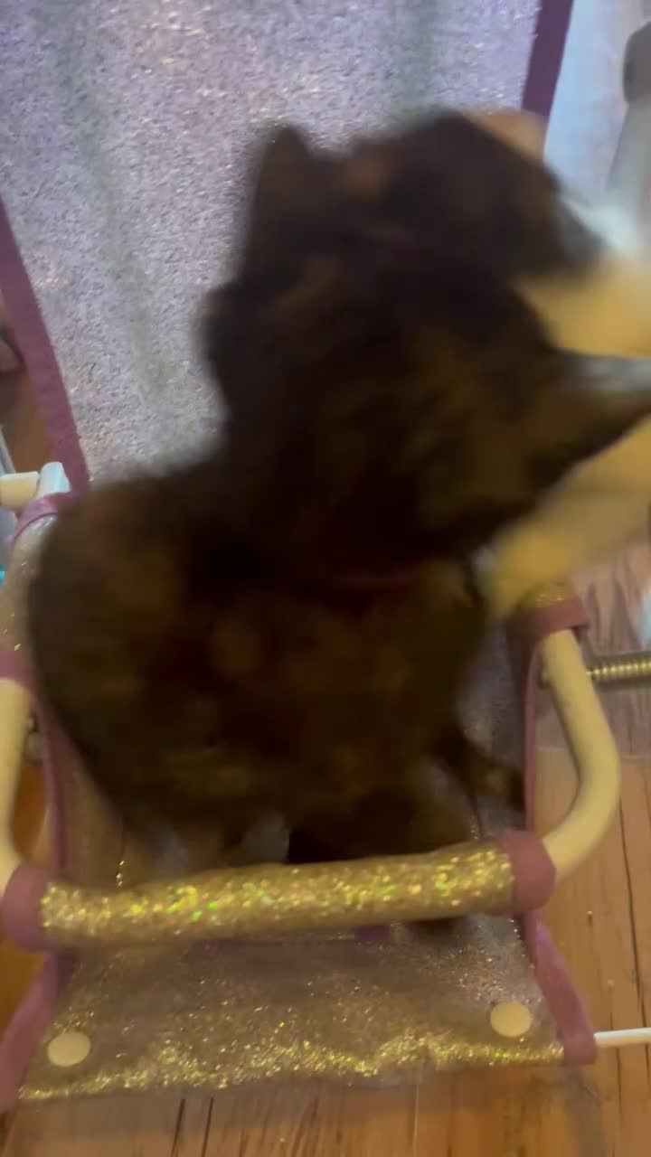 Mixed Breed cats for sale: Last female kitten wanting her forever home xx in Dagenham - Video 4