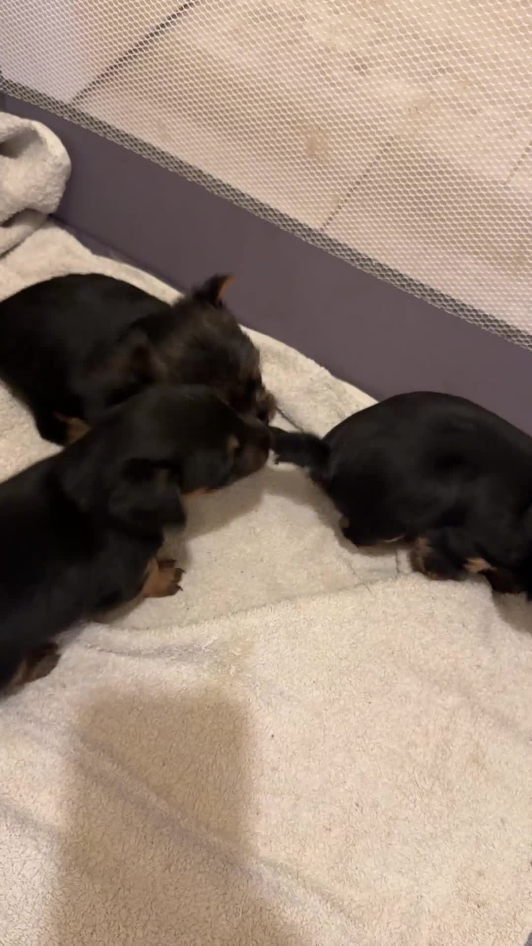 Mixed Breed dogs for sale: Yorkshire terierr x jack russel lovely puppies 🐶  - Video 1