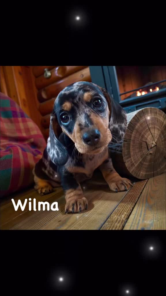 Miniature Dachshund dogs for sale: OUTSTANDING INSTAGRAM MINI DACHSHUNDS  - Video 2