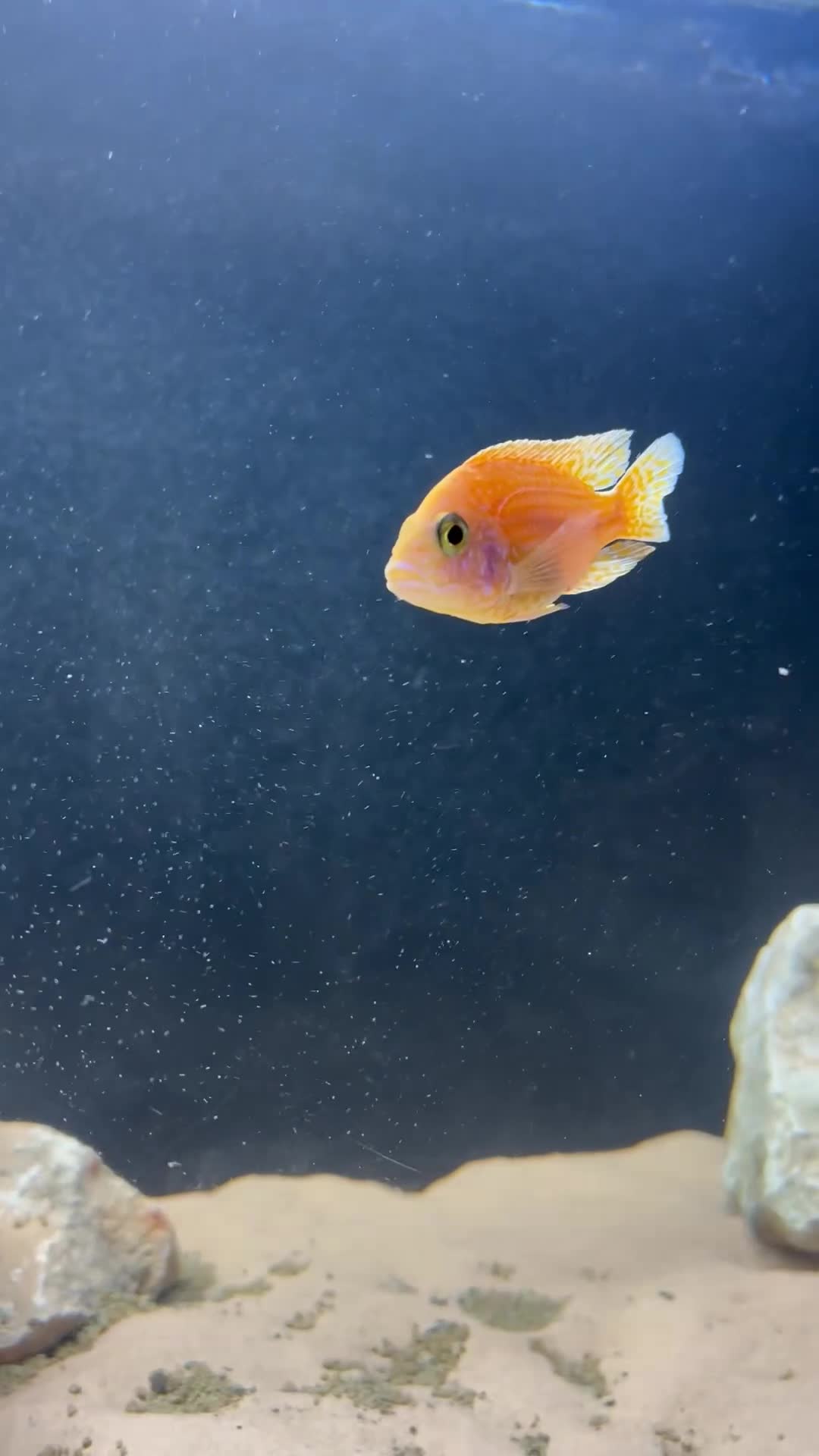 Cichlids fish for sale: Assorted peacock cichlids for sale  in Derby - Video 1