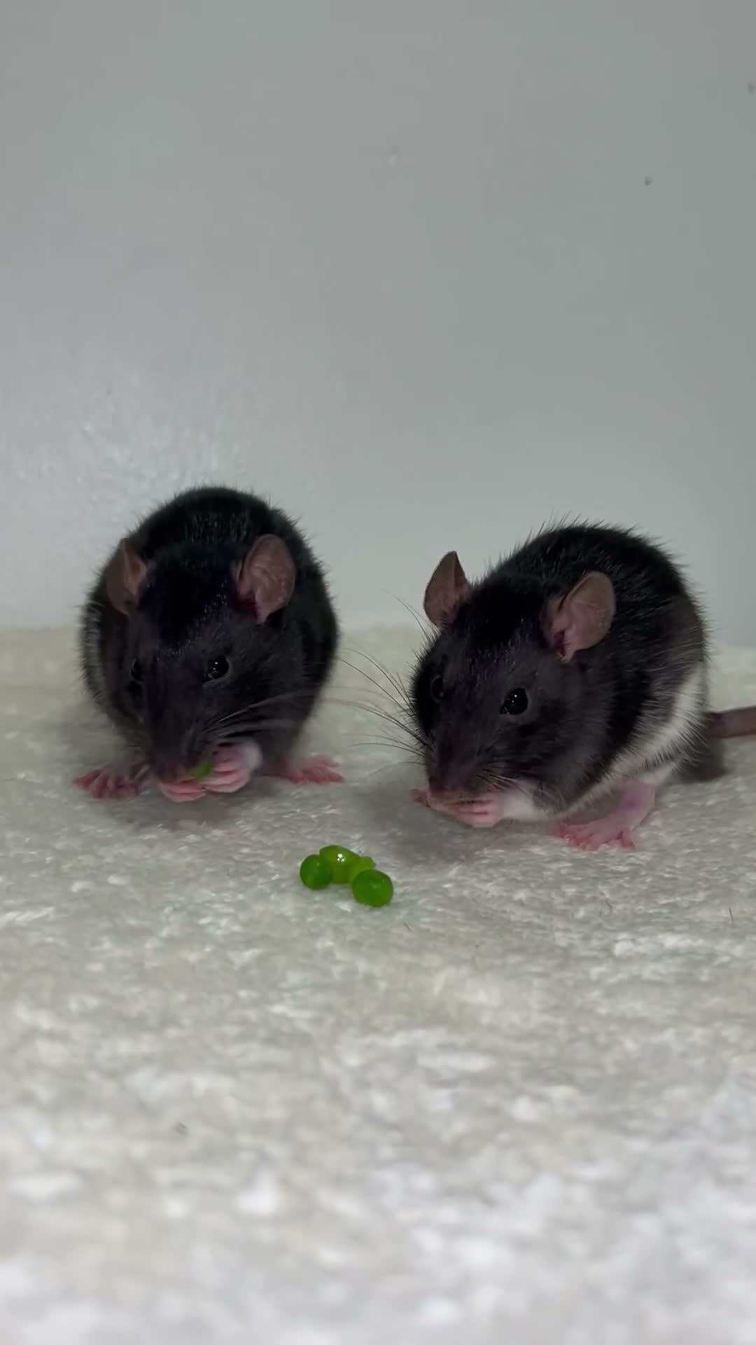 Rat rodents for sale: Beautiful baby rats  - Video 2