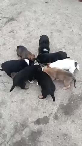 Mixed Breed dogs for adoption: 💙🐶 BAX 🐶💙 - Video 3