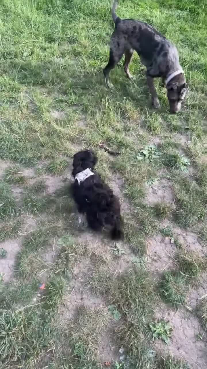 Yorkiepoo dogs for sale: Yorkiepoo Puppy Looking for His Forever Home 🐶❤️ in London - Video 1