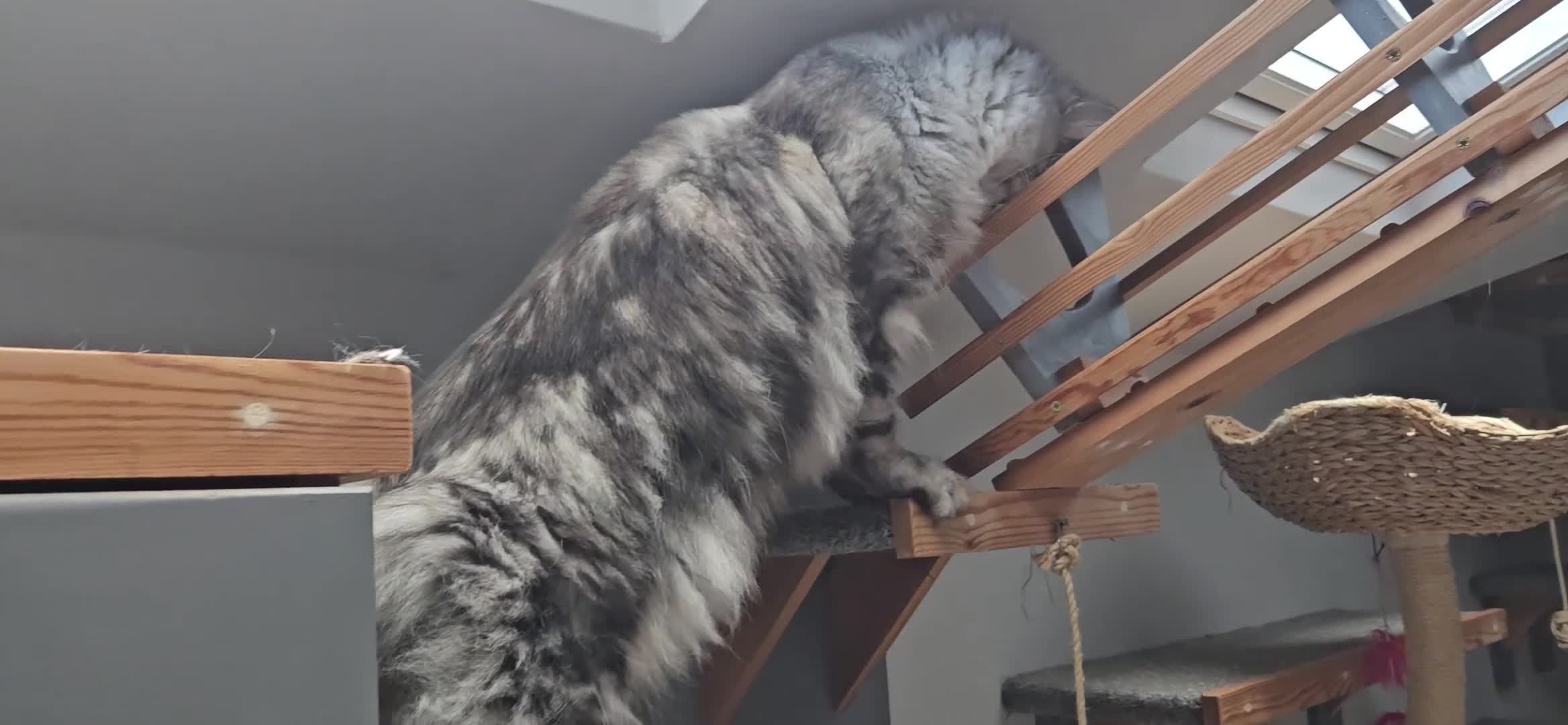 Maine Coon cats for sale: Maine coon cross kittens  - Video 2