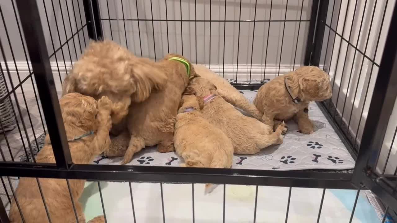 Toy Poodle dogs for sale: KC Pedigree Toy Poodle Puppies  - Video 3