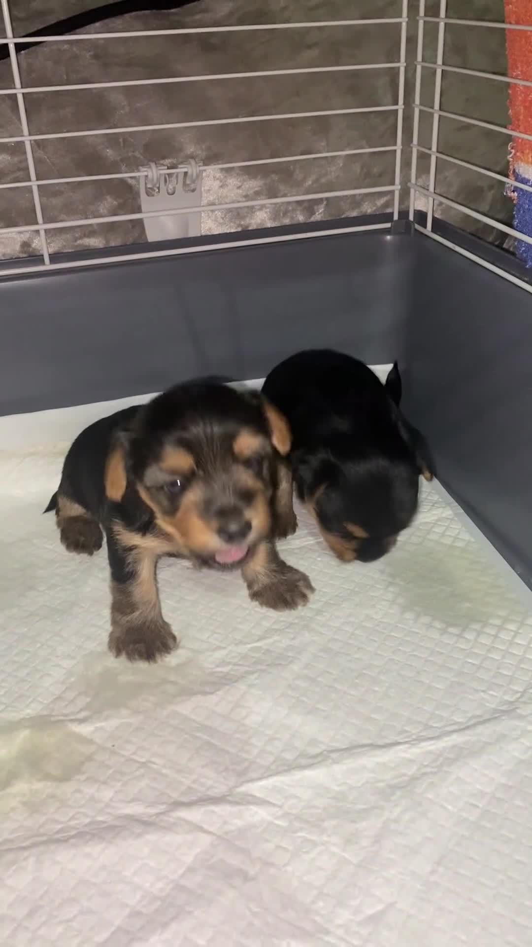 Yorkshire Terrier dogs for sale: 2 Stunning Minature Yorkshire terrier puppies 🩷💙 - Video 1