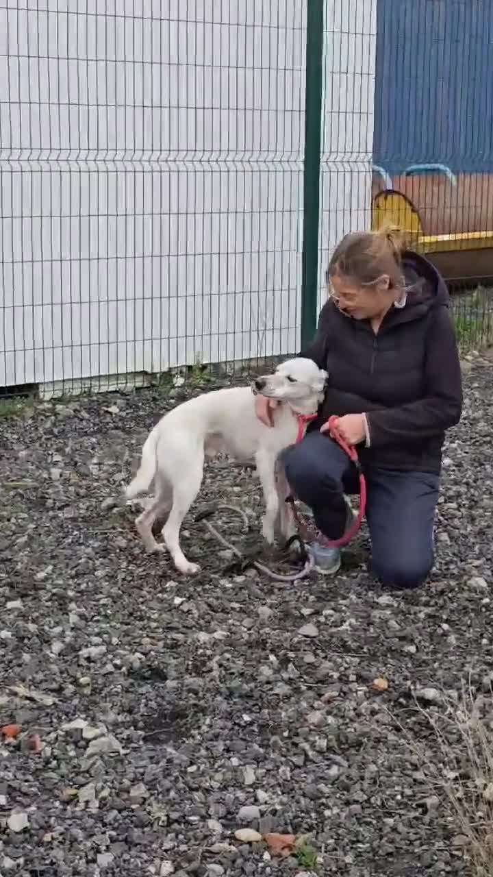 Mixed Breed dogs for adoption: JONNY - Video 1