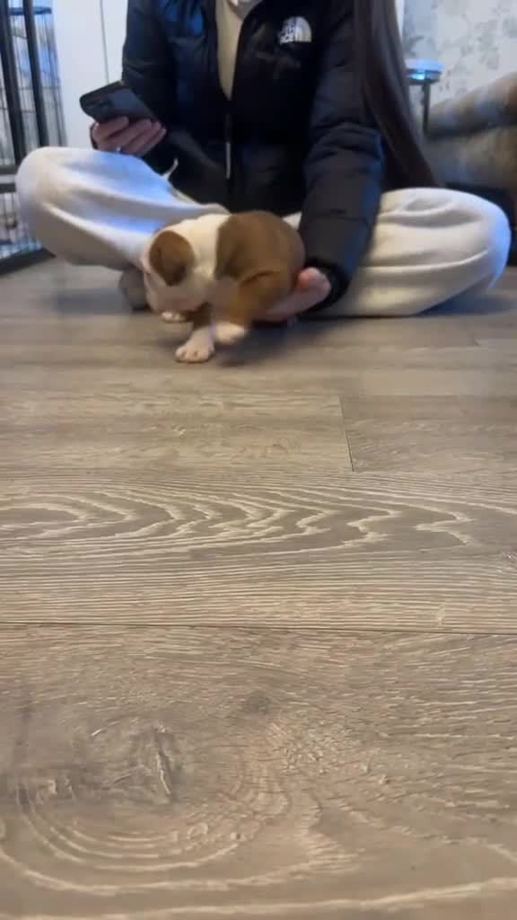 English Bulldog dogs for sale: Kc registered girl puppy - Video 2