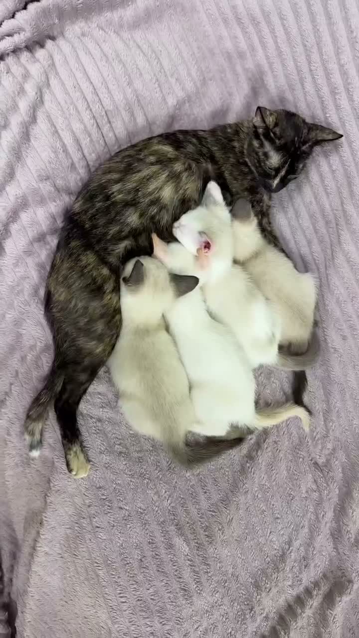 Cornish Rex cats for sale: 🐾 Beautiful Kittens Ready for Reservation 🐾 - Video 1