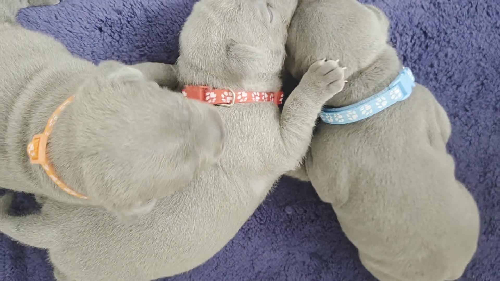 Staffordshire Bull Terrier dogs for sale: Blue Staffordshire Bull Terrier KC registered  - Video 1