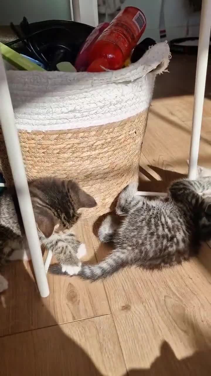 Mixed Breed cats for sale: Beautiful kittens for sale - Video 1