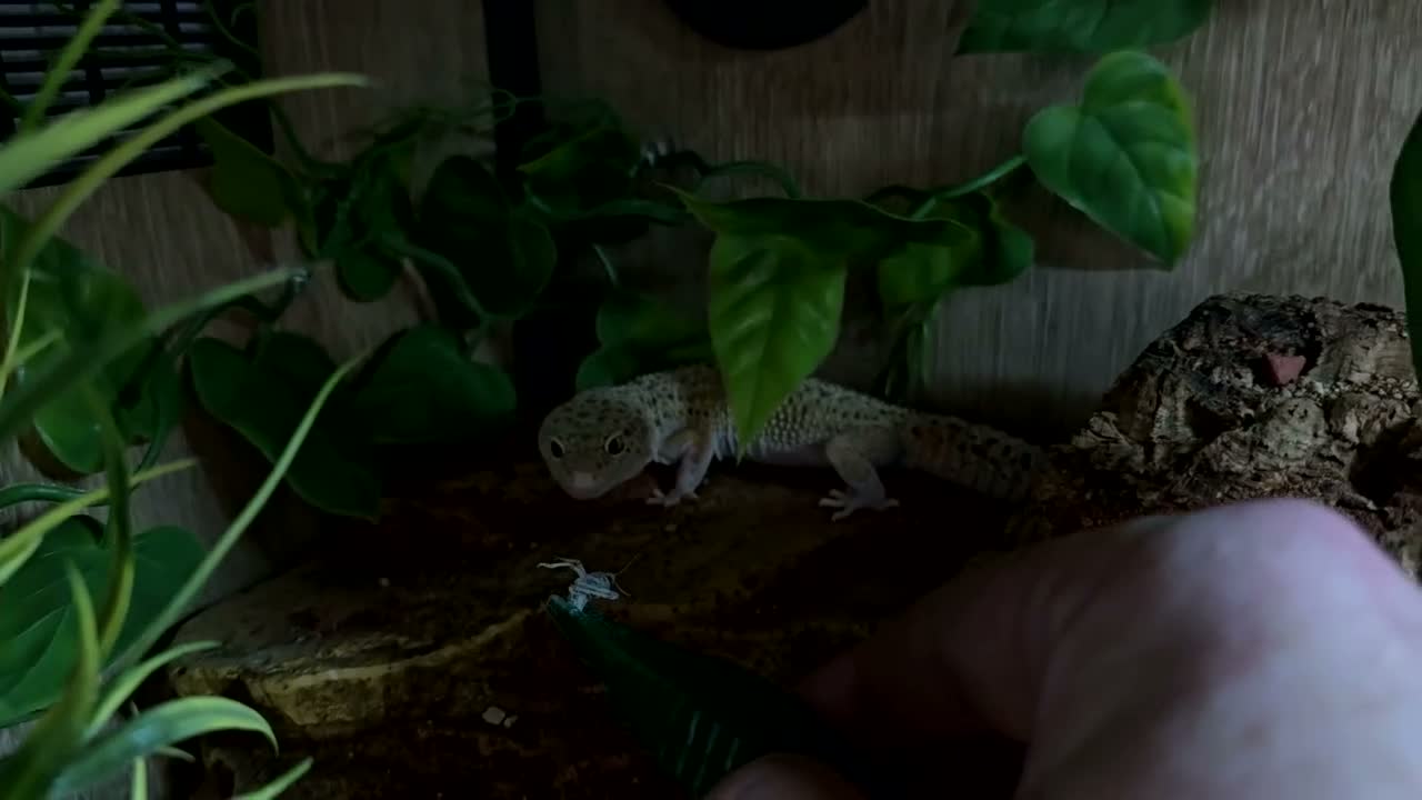 Leopard Gecko reptiles for sale: Leopard Gecko with enclosure  - Video 1